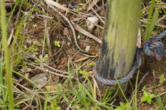 Dendrelaphis pictus