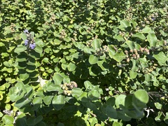 Vitex rotundifolia