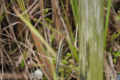 Dendrelaphis pictus