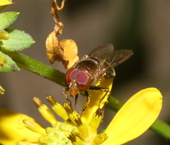 Copestylum vesicularium