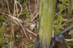 Dendrelaphis pictus