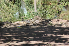 Saltator aurantiirostris