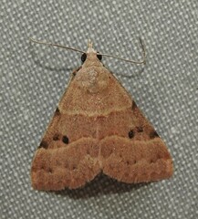 Hemeroplanis rectalis