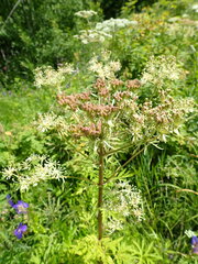 Pleurospermum uralense