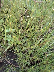 Tagetes