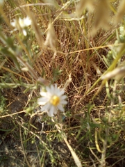Symphyotrichum falcatum