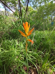 Dichromanthus aurantiacus