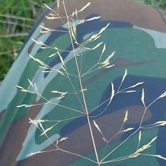 Agrostis capillaris