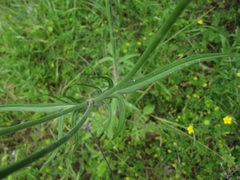 Knautia integrifolia