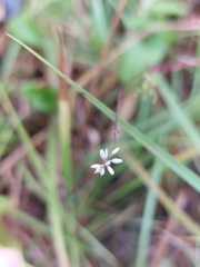 Polygala paniculata