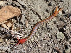 Scolopendra morsitans