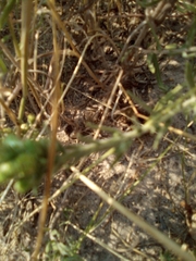 Symphyotrichum falcatum
