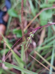 Polygala paniculata