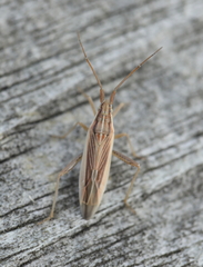 Stenodema trispinosum