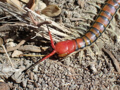 Scolopendra morsitans