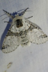 Furcula scolopendrina