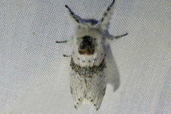 Furcula scolopendrina