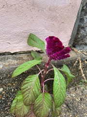 Celosia