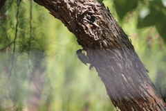 Cranioleuca pyrrhophia