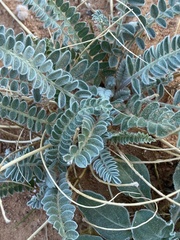 Astragalus mollissimus