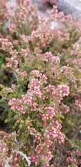 Erica hispidula