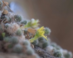 Sedum humifusum