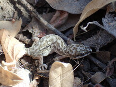 Pachydactylus punctatus