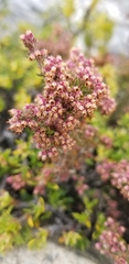 Erica hispidula