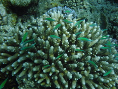 Acropora gemmifera