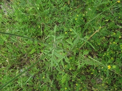 Knautia integrifolia