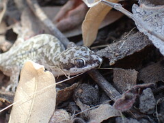 Pachydactylus punctatus