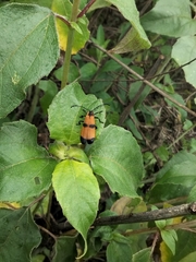 Calopteron