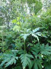 Heracleum dissectum