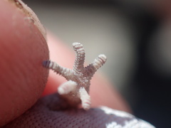 Pachydactylus punctatus