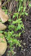 Galinsoga quadriradiata