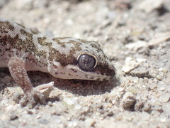Pachydactylus punctatus