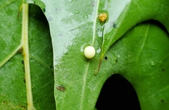 Zopheroteras