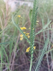 Sesbania cannabina