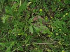 Knautia integrifolia