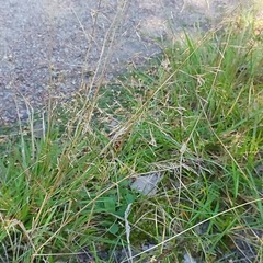 Agrostis capillaris