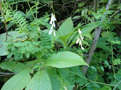 Vicia sylvatica