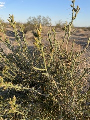 Cylindropuntia leptocaulis