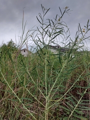 Sesbania cannabina