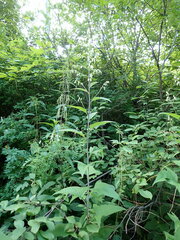 Parasenecio hastatus