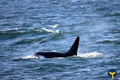 Orcinus orca
