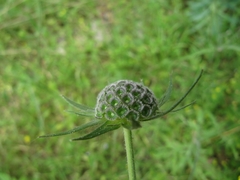 Knautia integrifolia