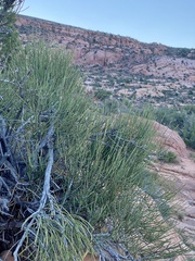 Ephedra viridis