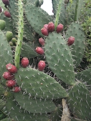 Opuntia