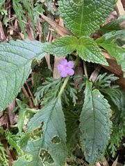 Chrysothemis melittifolia