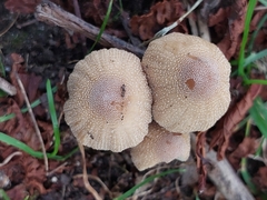 Coprinellus micaceus